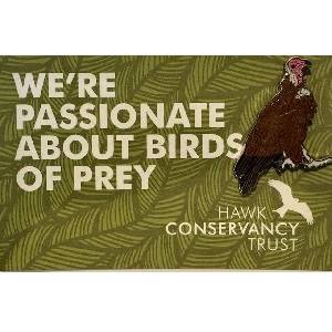 Hooded Vulture -2 Pin Badge